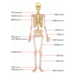 인체의 골격