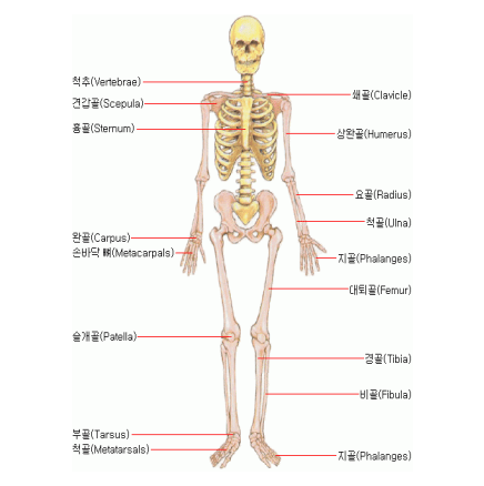 인체의 골격