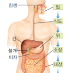 소화계: 우리 몸 속 비밀 그리고 기적