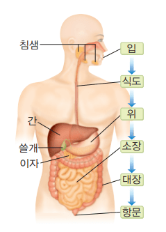 소화계: 우리 몸 속 비밀 그리고 기적