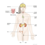 내분비계 : "인체 호르몬의 집합체"