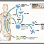 면역계: "우리 몸을 지키는 최전선"